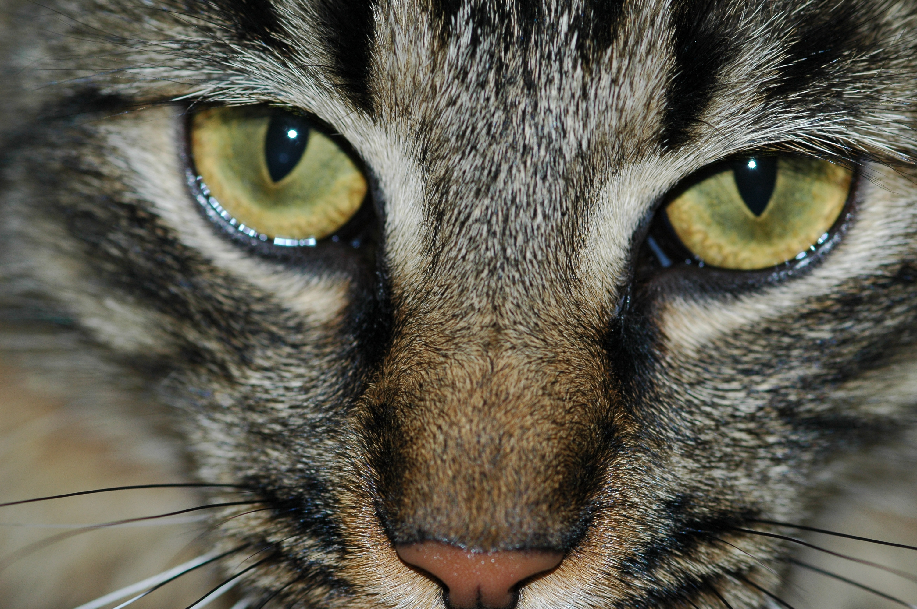 Tony Closeup